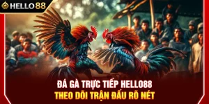 Đá Gà Trực Tiếp HELLO88 – Theo Dõi Trận Đấu Rõ Nét