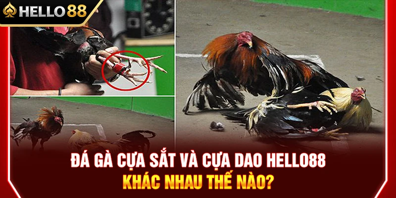 Đá Gà Cựa Sắt Cựa Dao HELLO88 Khác Nhau Thế Nào?