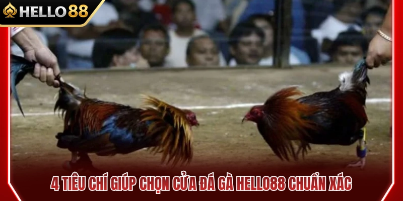 4 Tiêu chí chọn cửa đá gà HELLO88 chuẩn xác 