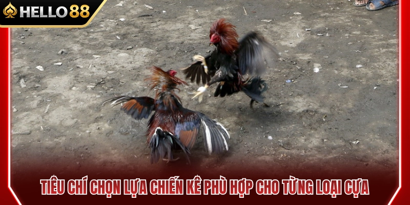 Mẹo chọn chiến kê phù hợp cho từng loại cựa 