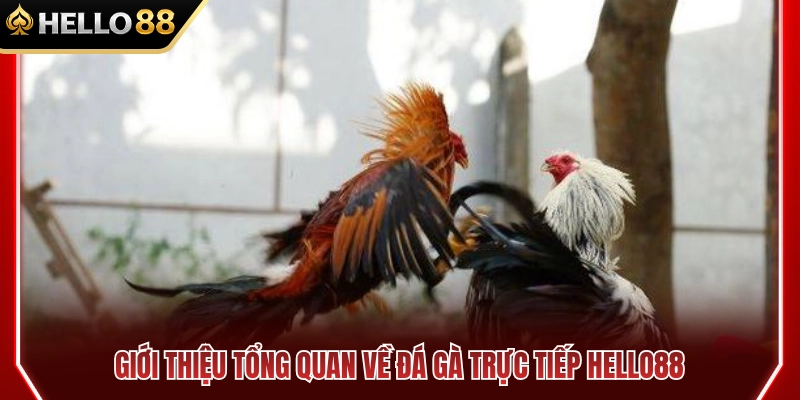 Tổng quan về đá gà trực tiếp HELLO88 