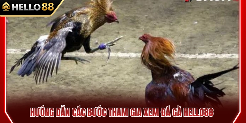 Cách tham gia xem đá gà HELLO 88 đơn giản