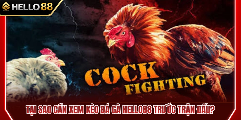 Lý do nên xem kèo đá gà HELLO88 trước trận đấu 