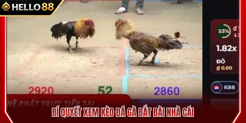 Mẹo xem kèo đá gà HELLO88 bắt bài nhà cái 